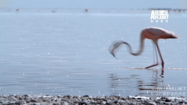 蓝色巴哈马：沙滩公寓 Bahama Blue:The Sand Flats