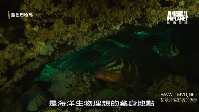 蓝色巴哈马：蓝洞与洞穴 Bahama Blue:Blue Holes And Caves