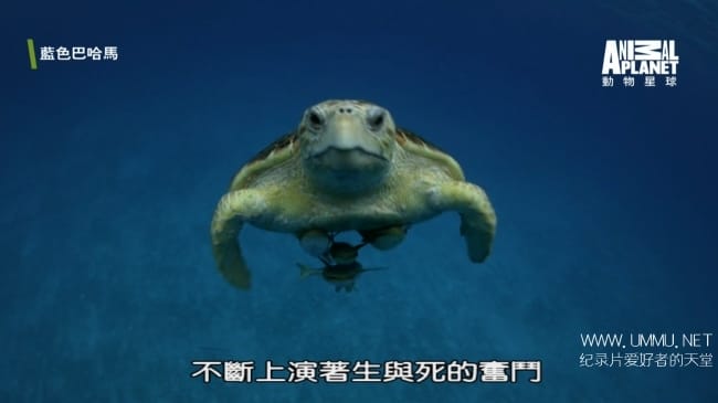 蓝色巴哈马：蓝洞与洞穴 Bahama Blue:Blue Holes And Caves