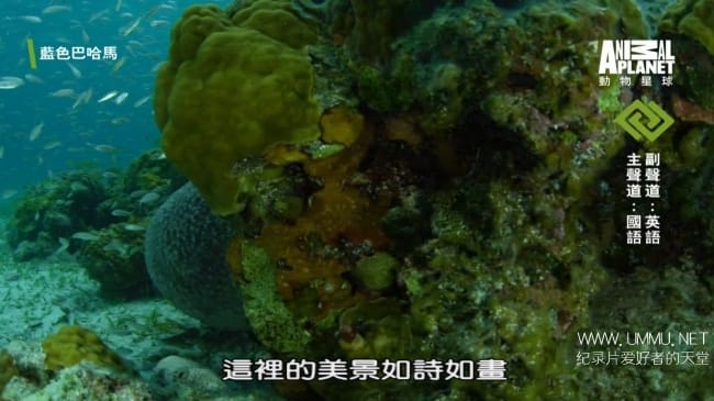 蓝色巴哈马：蓝洞与洞穴 Bahama Blue:Blue Holes And Caves