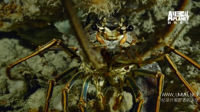 蓝色巴哈马：蓝洞与洞穴 Bahama Blue:Blue Holes And Caves