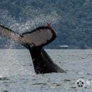 魅力南美洲/野性拉丁美洲 Wild Latin America 2018