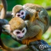 魅力南美洲/野性拉丁美洲 Wild Latin America 2018