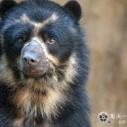 魅力南美洲/野性拉丁美洲 Wild Latin America 2018