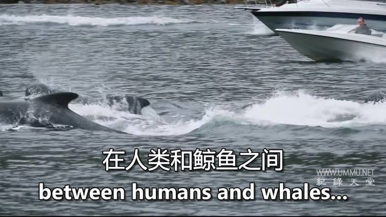 鲸鱼的味道 A Taste of Whale