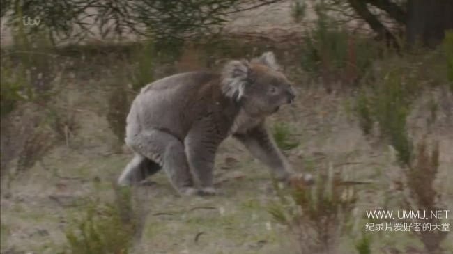 澳大利亚荒野 Australian Wilderness With Ray Mears