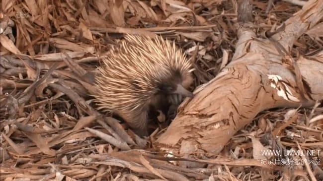 澳大利亚荒野 Australian Wilderness With Ray Mears