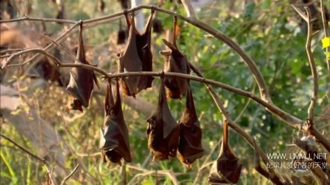 澳大利亚荒野 Australian Wilderness With Ray Mears
