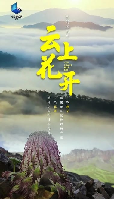 云上花开 2023