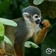 野性美洲/南美自然之旅 Wild Latam 2020