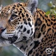 野性美洲/南美自然之旅 Wild Latam 2020