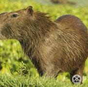 野性美洲/南美自然之旅 Wild Latam 2020