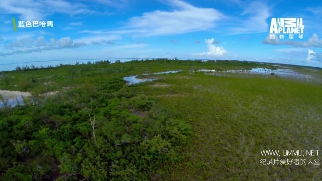 蓝色巴哈马：红树林 Bahama Blue:Mangroves