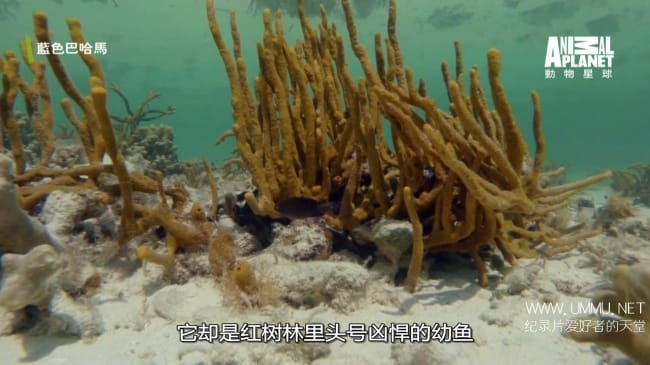 蓝色巴哈马：红树林 Bahama Blue:Mangroves