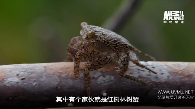 蓝色巴哈马：红树林 Bahama Blue:Mangroves