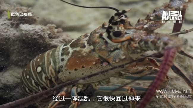 蓝色巴哈马：红树林 Bahama Blue:Mangroves