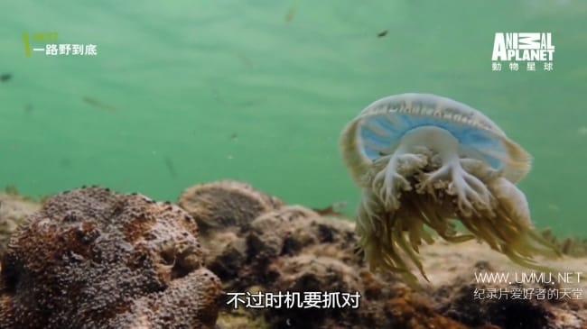 蓝色巴哈马：红树林 Bahama Blue:Mangroves