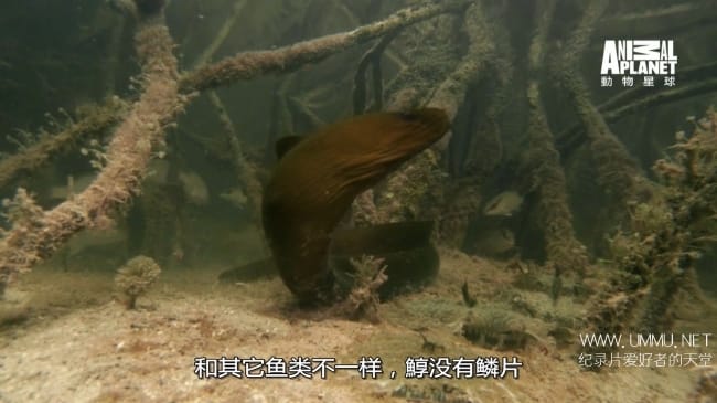 蓝色巴哈马：红树林 Bahama Blue:Mangroves