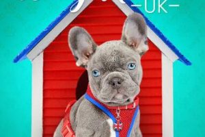 狗狗之家  第2季  The Dog House