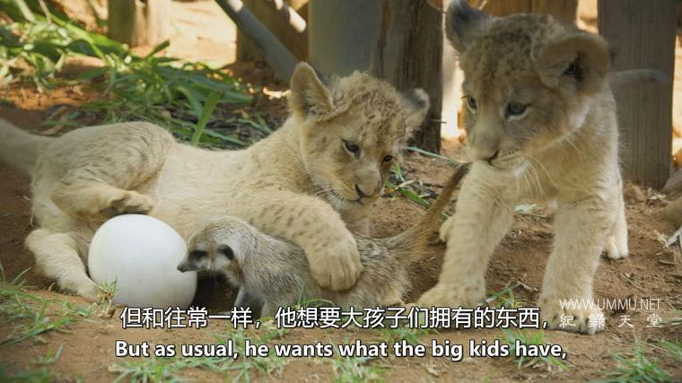 神奇的动物朋友 Amazing Animal Friends