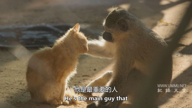 神奇的动物朋友 Amazing Animal Friends