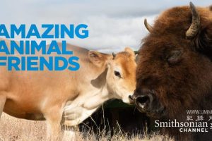 神奇的动物朋友 Amazing Animal Friends