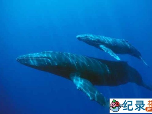 国家地理海洋哺乳动物保护纪录片《小蓝鲸历险记 Blue Whale Odyssey》全1集 720P/1080i高清纪录片资源百度云盘下载