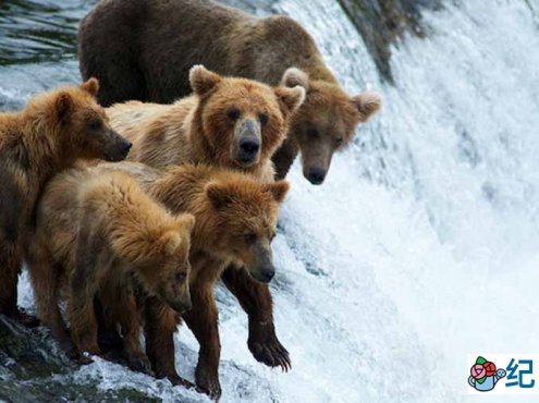 国家地理自然生态纪录片《荒野探险之探险科迪亚克 Expedition Wild Expedition Kodiak》全1集中字 纪录片资源百度云盘下载 720/MP4/1.47G