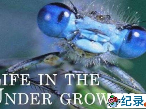BBC生命探索纪录片《灌丛下的生命 Life in the Undergrowth》全5集 720P/1080i高清纪录片百度云下载