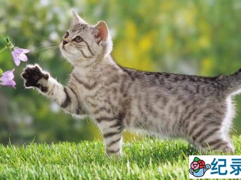 国家地理萌宠纪录片《猫谜 Cats-Caressing The Tiger 》全1集 标清纪录片百度云下载