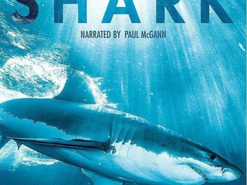BBC自然生物纪录片《碧海狂鲨 SHARK》全3集 720P/1080i高清纪录片百度云