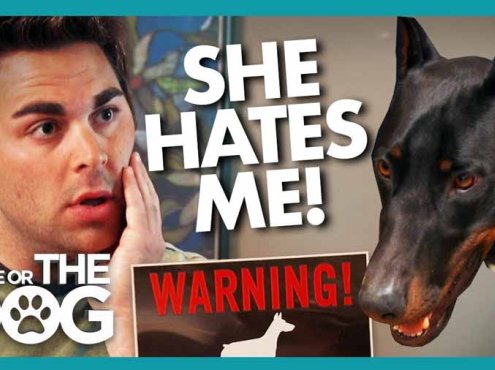 生活妙招纪录片《调教宠物狗技巧》第1季全20集中字 纪录片解说素材百度云盘下载 1080/MP4/49.4G