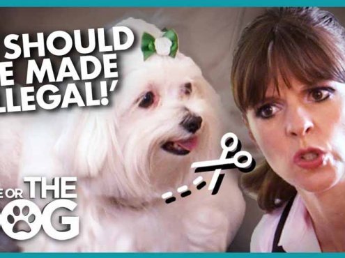 生活妙招纪录片《调教宠物狗技巧》第2季全20集中字 纪录片解说素材百度云盘下载 1080/MP4/48.4G