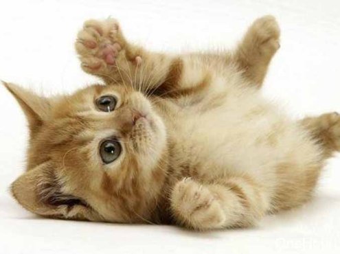 喵星人百科纪录片《猫咪101 Cats 101》第4季全4集中字 纪录片解说素材百度云盘下载 1080/MP4/9.65G