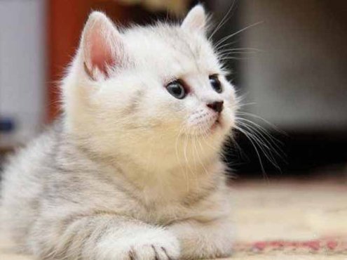 喵星人百科纪录片《猫咪101 Cats 101》第2季全3集中字 纪录片解说素材百度云盘下载 1080/MP4/7.59G