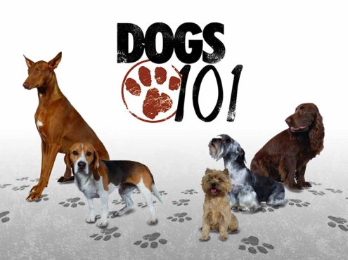 宠物狗指南纪录片《狗狗101全纪录 Dogs 101》第4季全4集中字 纪录片解说素材百度云盘下载 1080/MP4/5.56G