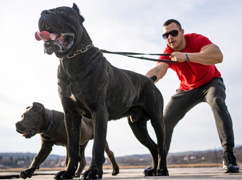 宠物狗指南纪录片《狗狗101全纪录 Dogs 101》第2季全9集中字 纪录片解说素材百度云盘下载 1080/MP4/12.4G