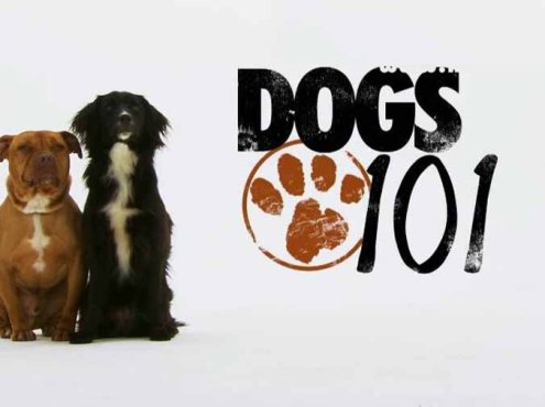 宠物狗指南纪录片《狗狗101全纪录 Dogs 101》第1季全9集中字 纪录片解说素材百度云盘下载 1080/MP4/12.6G