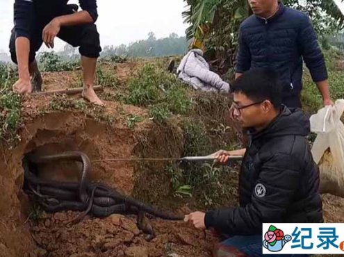 捕蛇纪录片《徒手斗巨蟒》第2季中字 1080P高清自媒体解说素材百度云盘下载