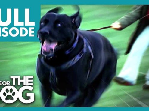 生活妙招纪录片《调教宠物狗技巧》第3季全12集中字 纪录片解说素材百度云盘下载 1080/MP4/29.6G