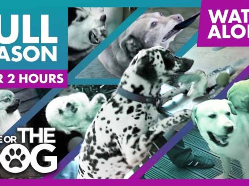 生活妙招纪录片《调教宠物狗技巧》第4季全10集中字 纪录片解说素材百度云盘下载 1080/MP4/24.7G