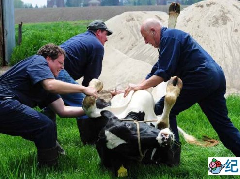 国家地理妙手兽医纪录片《动物神医 The Incredible Dr.Pol》第4季全10集中字 纪录片解说素材百度云盘下载 1080/MKV/26.8G