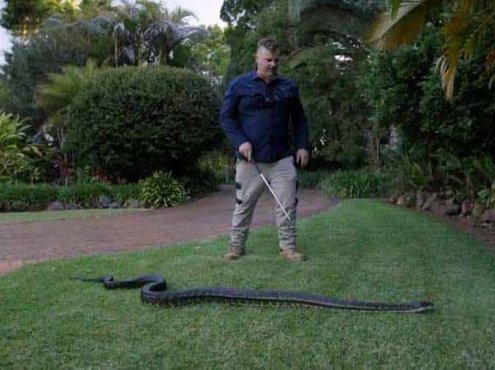 国家地理毒蛇清理纪录片《澳大利亚捕蛇人 Aussie Snake Wranglers》第1季全16集中字 纪录片解说素材百度云盘下载 1080P/MKV/16.7G