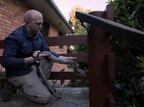 国家地理毒蛇清理纪录片《澳大利亚捕蛇人 Aussie Snake Wranglers》第2季全12集中字 纪录片解说素材百度云盘下载 1080P/MKV/11G