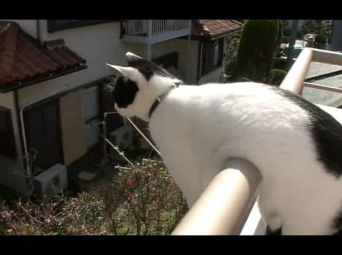 猫咪物语3 にゃんこ THE MOVIE3