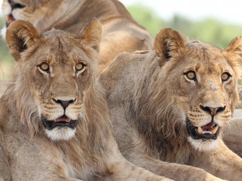 地球上的一年 A Year on Planet Earth