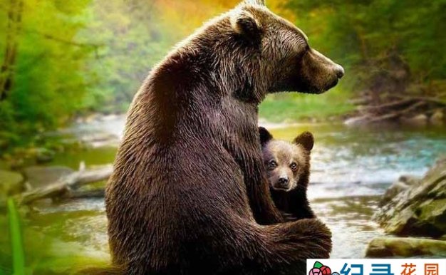 迪士尼野生动物纪录片《动物成长 Growing Up Animal》全6集中字 1080P纪录片资源百度云盘下载