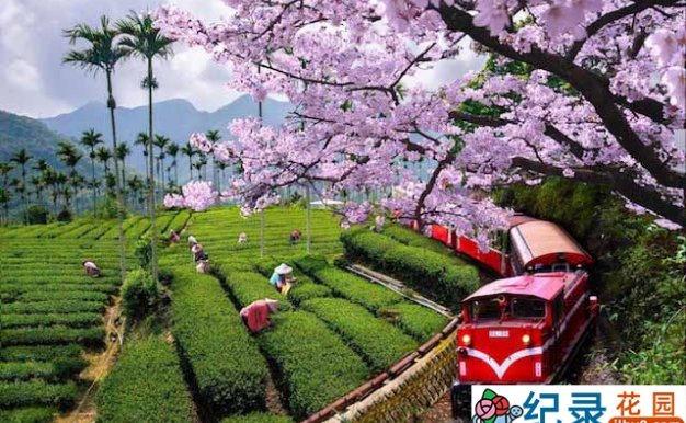 台湾公视旅行风光纪录片《转动百年阿里山》全1集 720P/1080i高清纪录片资源百度云盘下载