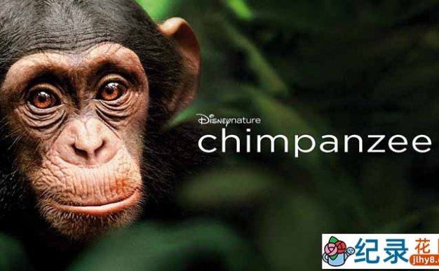 迪士尼自然生物纪录片《黑猩猩 Chimpanzee 2012》全1集 720P/1080i高清纪录片资源百度云盘下载
