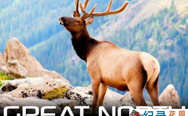 IMAX自然生态纪录片《大北方 Great North》全1集 720P/1080i高清纪录片百度云下载